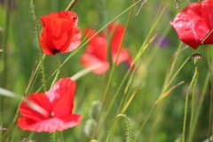 Champs de coquelicots