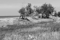 Arbres au vent