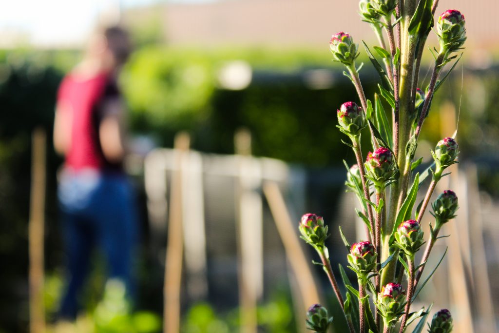 Jardin_communautaire_Isa-5-1024x683.jpg