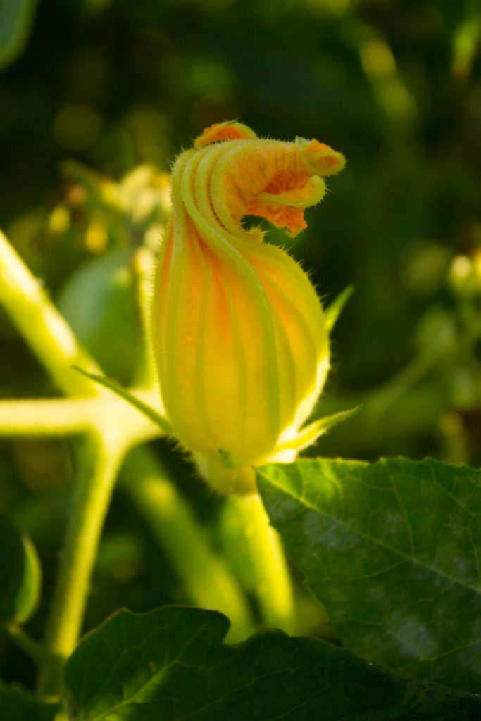 Fleur de courgette en bouton