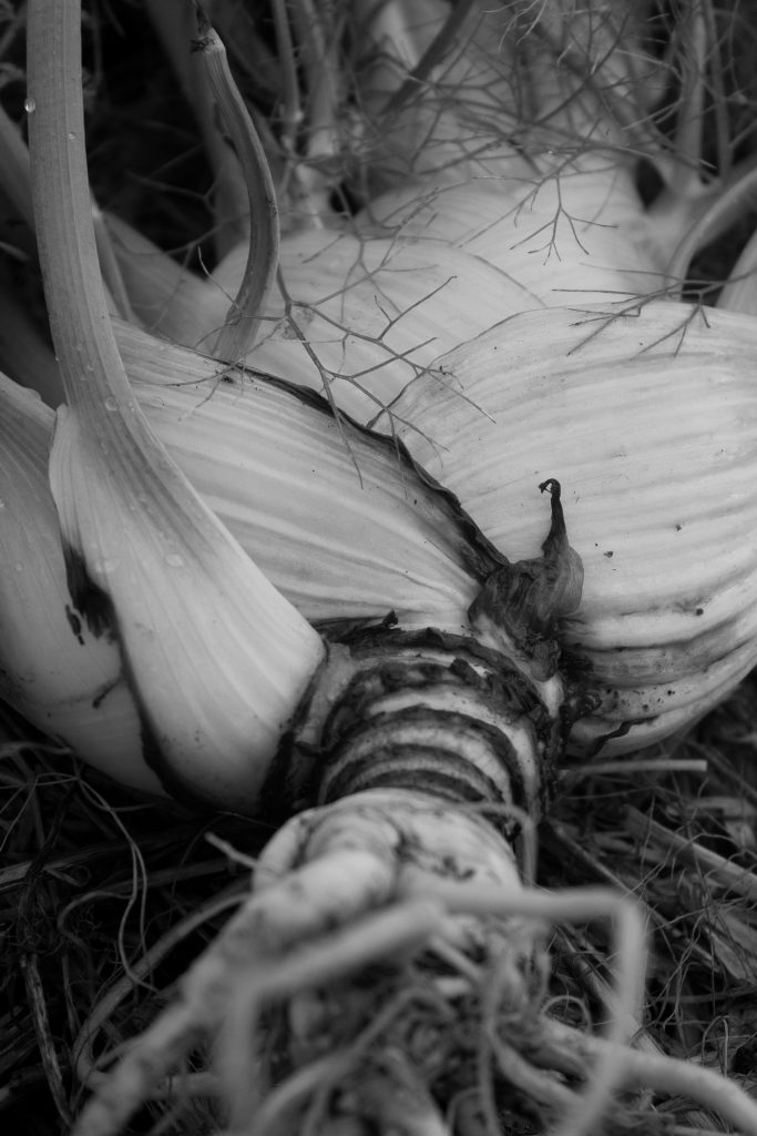 Fenouil deterré photo en noir et blanc